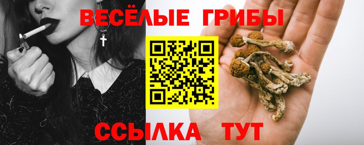 Псилоцибиновые грибы Psilocybe Ахтубинск